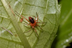 Dimidamus dimidiatus
