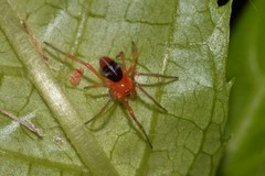 Dimidamus dimidiatus