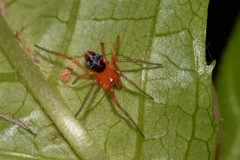 Dimidamus dimidiatus