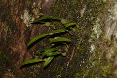 Bulbophyllum exiguum
