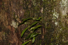 Bulbophyllum exiguum