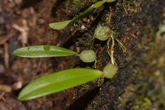 Bulbophyllum exiguum