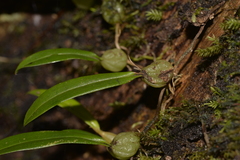 Bulbophyllum exiguum