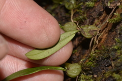 Bulbophyllum exiguum