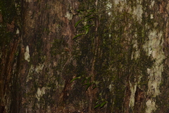 Bulbophyllum exiguum