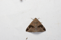 Bastilla joviana joviana