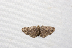 Pseudocollix hyperythra catalalia