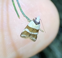 Eulechria triferella