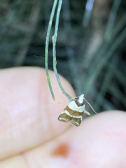 Eulechria triferella