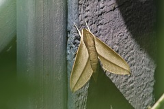 Theretra queenslandi