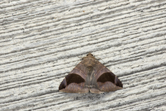 Bastilla joviana joviana