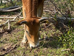 Bos