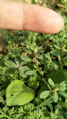 Polygonum plebeium