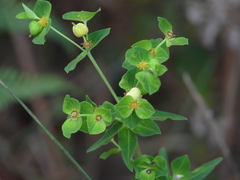 Euphorbia rothiana