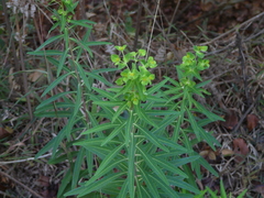 Euphorbia rothiana