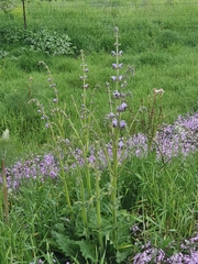Salvia indica