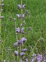 Salvia indica