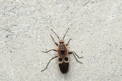 Physopelta gutta gutta