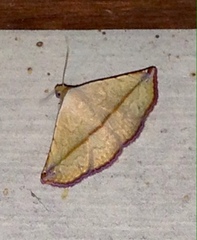 Eublemma perversicolor