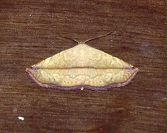 Eublemma perversicolor