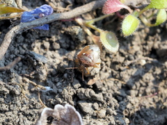 Stagonomus bipunctatus