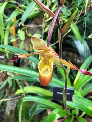 Phragmipedium