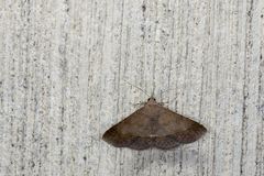 Hypospila bolinoides
