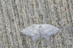 Leucodrepana serratilinea