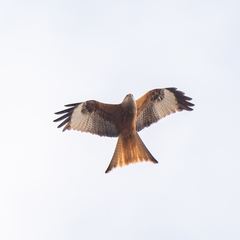 Milvus milvus