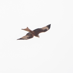Milvus milvus