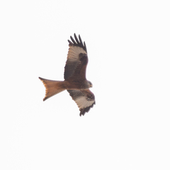 Milvus milvus