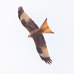 Milvus milvus