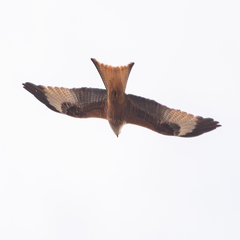 Milvus milvus