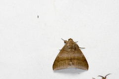 Bastilla absentimacula