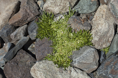 Silene turgida