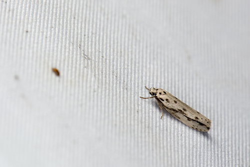 Ethmia zygospila · iNaturalist