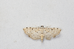 Pycnarmon cribrata