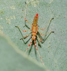 Rayieria basifer