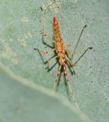 Rayieria basifer