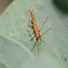 Rayieria basifer