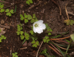 Oxalis magellanica