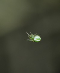 Araneus ginninderranus