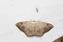 Peratostega deletaria