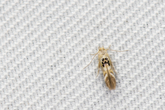 Hieromantis
