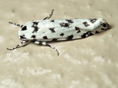 Lichenaula maculosa