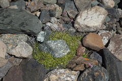 Silene turgida
