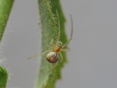 Simitidion