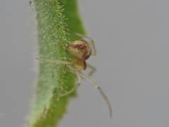 Simitidion