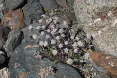 Stenocoelium athamantoides