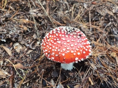 Amanita muscaria
